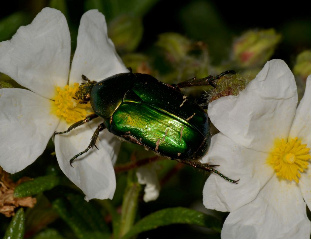 Cetonia aurata pisana